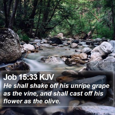 Job 15:33 KJV Bible Verse Image