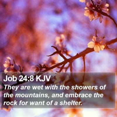 Job 24:8 KJV Bible Verse Image