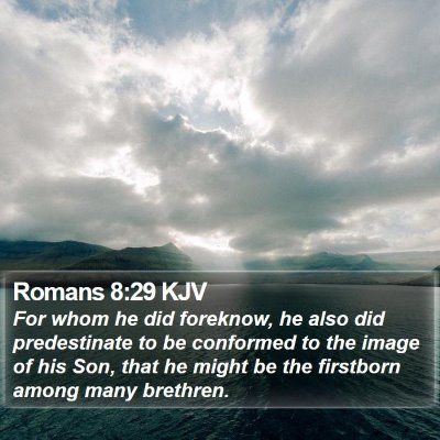Romans 8:29 KJV Bible Verse Image